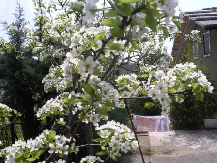 Melo (Apple flowers)